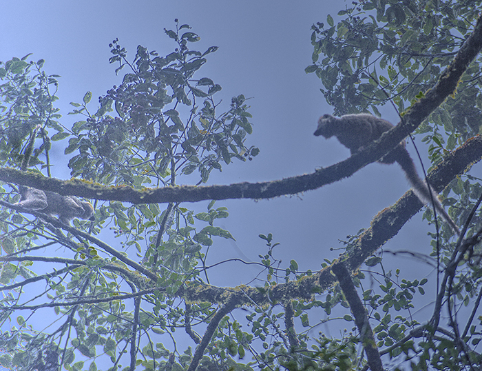 Rain forest lemurs